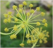 Thapsia garganica